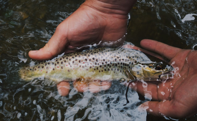 Photo of man holding fish in a river Outdoor Recreation