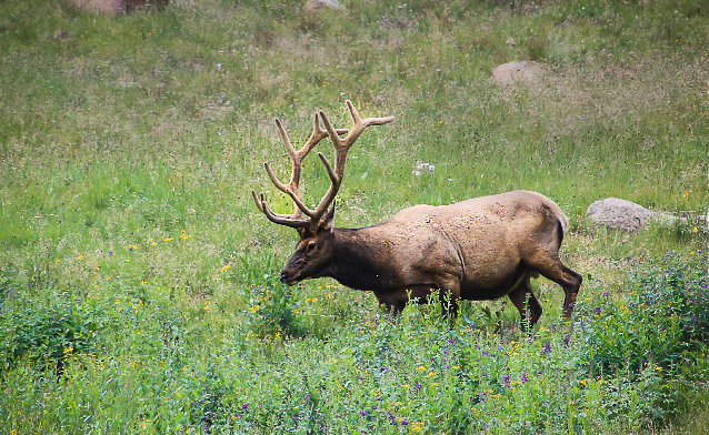 Photo of an elk Outdoor Recreation