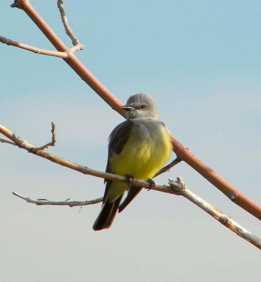 Photo of a bird on a limb Four Seasons of Outdoor Recreation