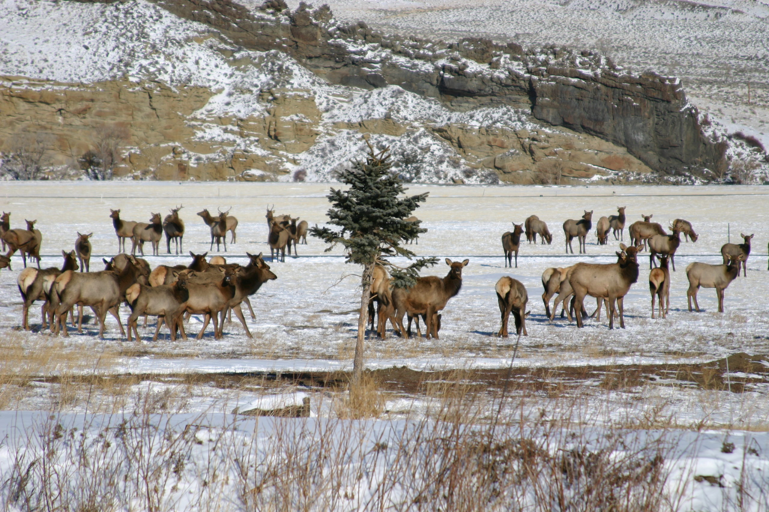 Photo of elk in the North Fork in the fall Four Seasons of Outdoor Recreation
