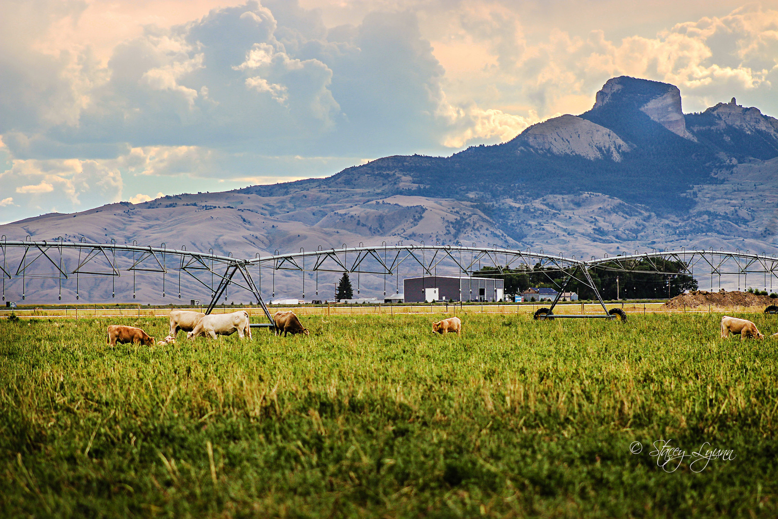 Farm To Table Local Food from Local Farms Powell, Wyoming