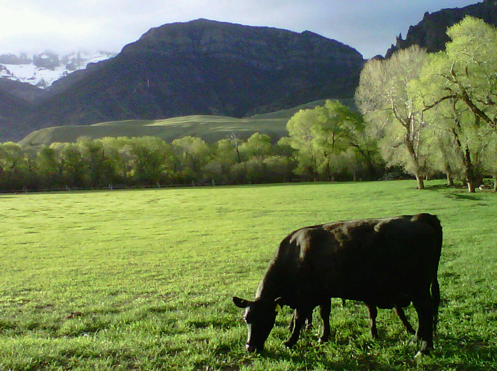 Photo of a field with a cow eating grass Farm to Table