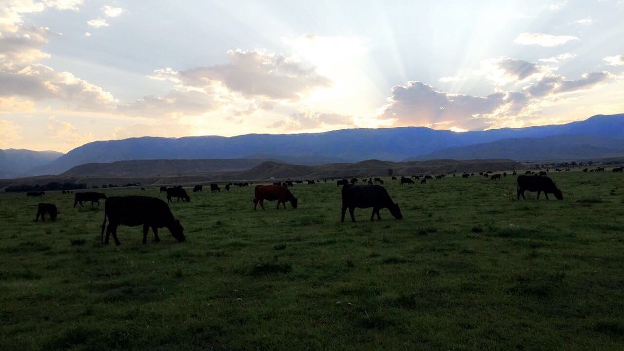Photo of a farm pasture with cows on it Farm to Table