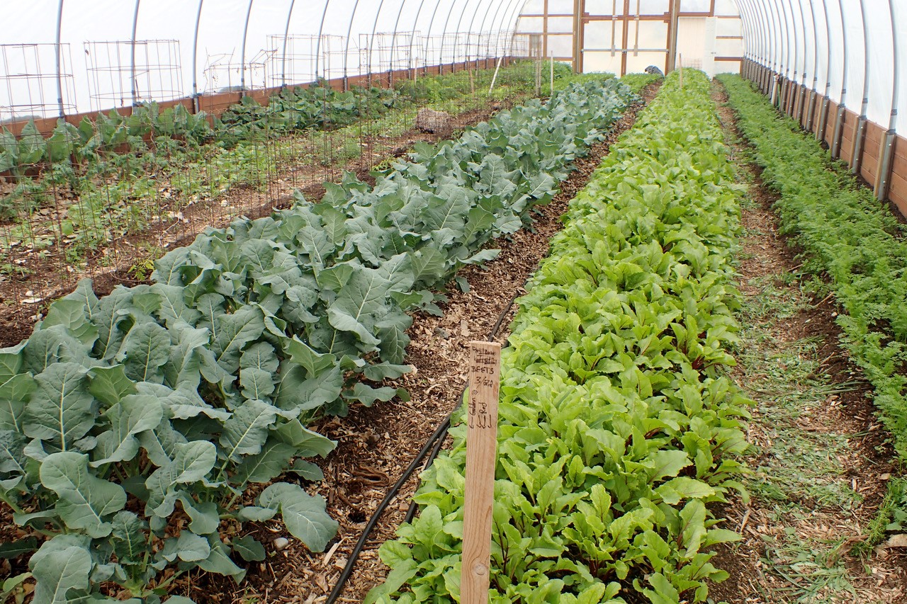 Photo of inside a greenhouse at Shoshone River Farms Farm to Table