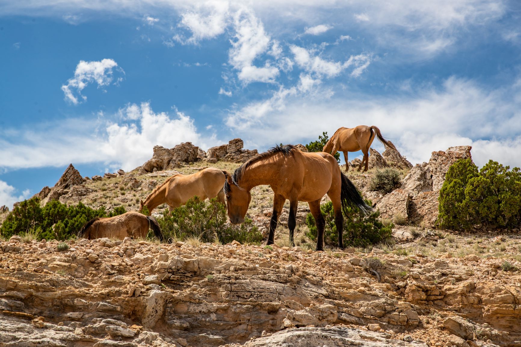 Photo of Wild Mustangs on Pryor Mountains