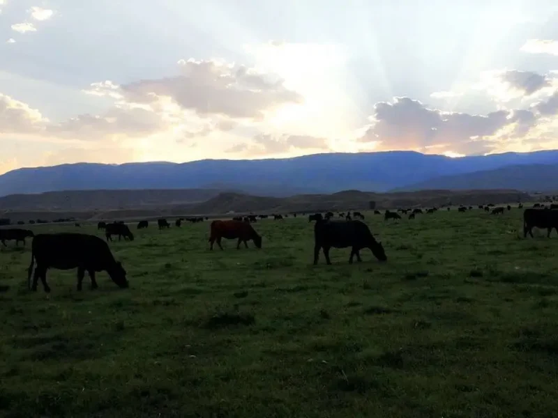 A herd of cattle grazing on a pasture at sunset at Gallagher's Farm in Powell, Wyoming